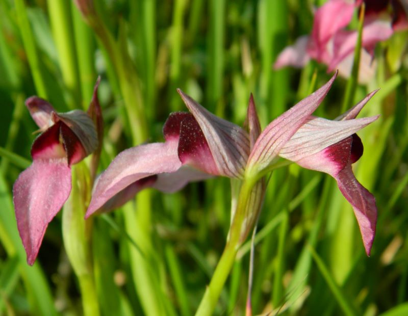 Serapias lingua